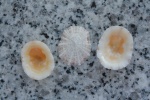 Eoacmaea pustulata