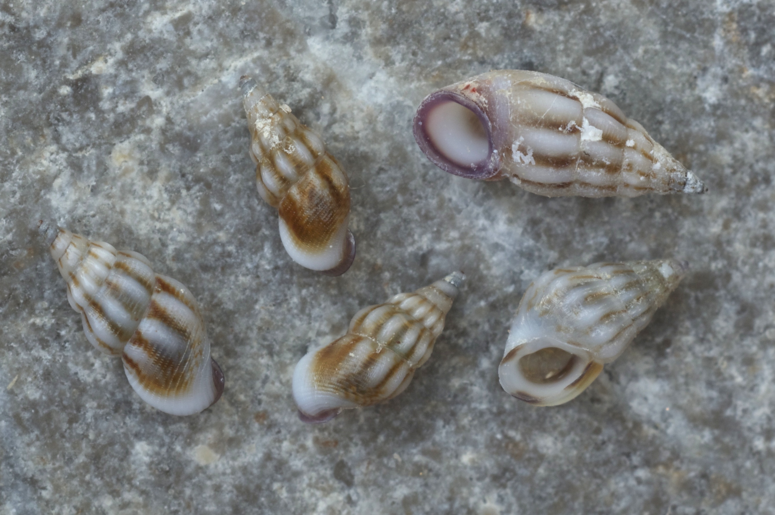 Rissoa guerinii & Pusillina radiata (bottom right)