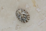 Notoacmea parviconoidea